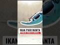 Raksasa Lautan yang Super Damai! Inilah Pari Manta #pari #manta