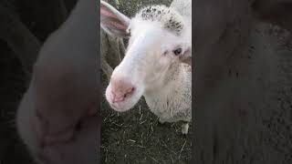 Oh Sheep #yearofyou #sheep #shorts