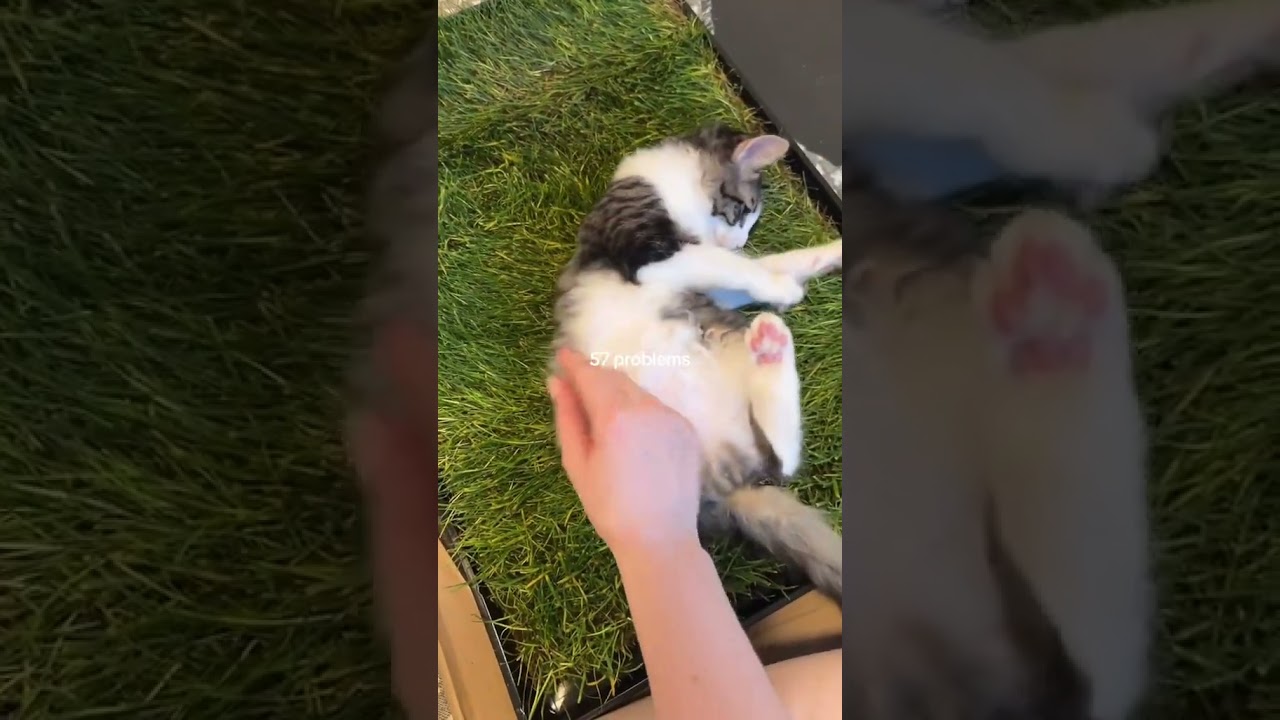 Purrfect spot for lounging!