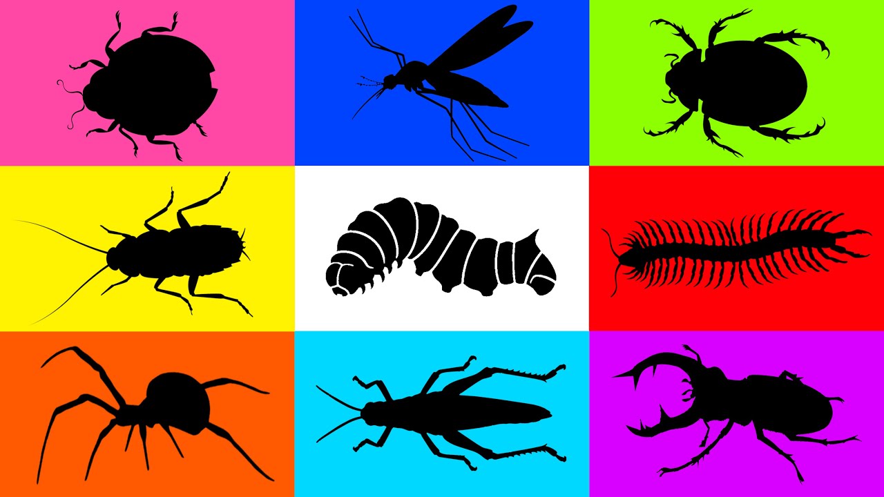 Insect: Giant Mosquito, Spider, Caterpillar, Katydid, Stag beetle, Ladybug, Scarab Beetle, Centipede