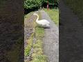 Ambient Scottish wildlife - Swan #swan #wildlife #nature #ambient #CelticCove