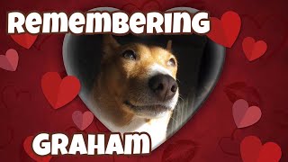 2 Years Later – Remembering Basenji Graham Cracker