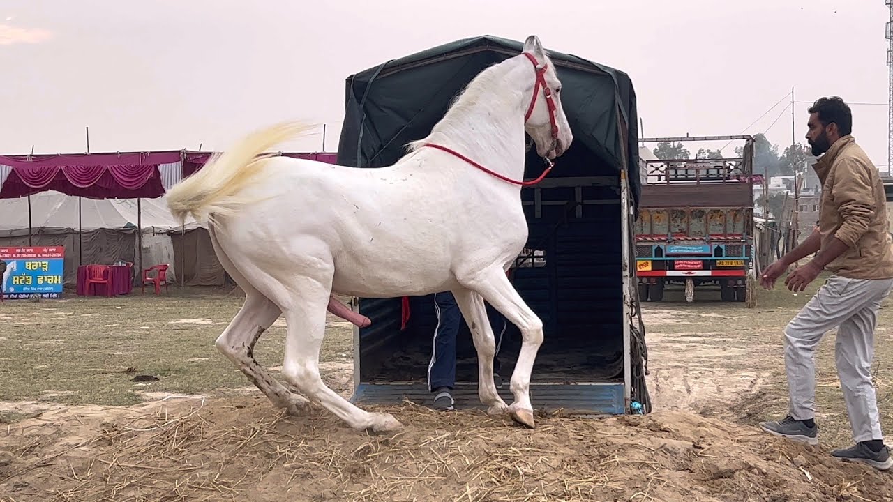 #गंगानगर_मेले में आने लगे घोड़े होने लगी सोदेबाज़ी