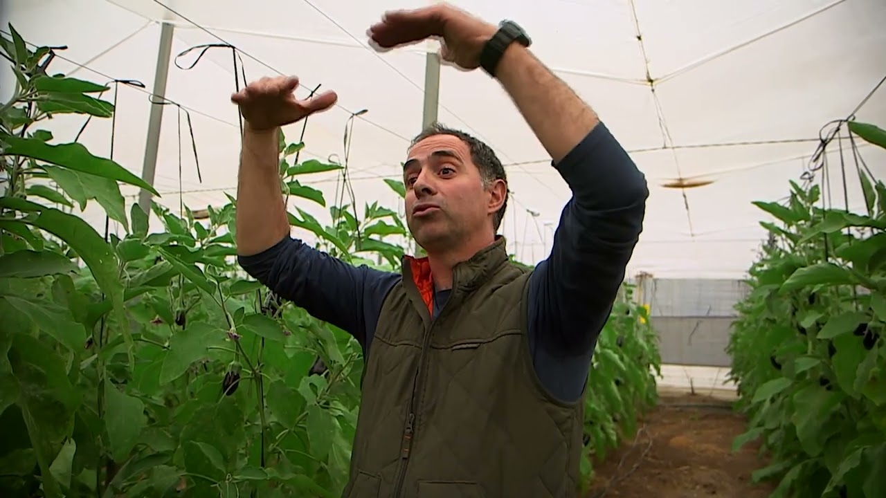 Андалусия стала органической житницей Европы