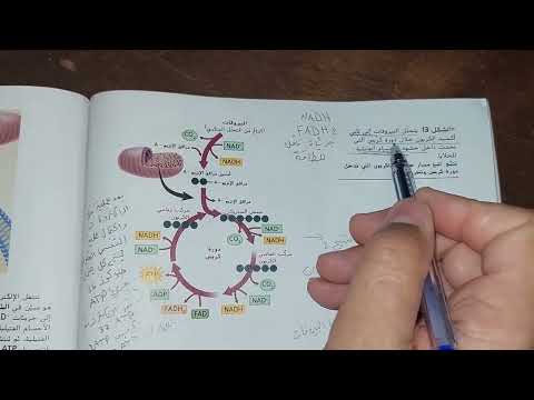 احياء11متقدم التنفس الخلوي واسئلة وزارية ف3 أ محمد ميرة