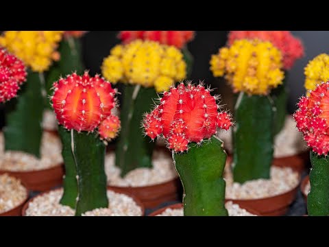 Video: ¿Crecen los cactus injertados?