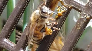 النحل يجمع العكبر من الحاجز.