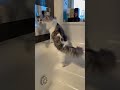 お湯のないお風呂を探検#ねこのいる暮らし #ねこ動画 #ねこのいる生活
