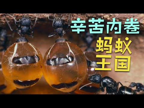 内卷的蚂蚁王国世界，蜜罐蚁奉献自己变成粮仓，女王生娃不敢停止。