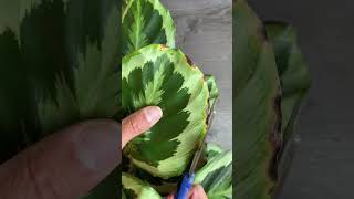 How To Get Your Calathea To Look Perfect.