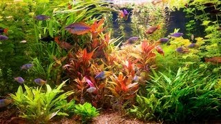 How to Remove Red Algae from Fish Tank | Aquarium Care