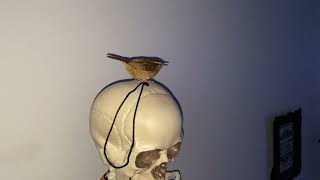 Bird In My House