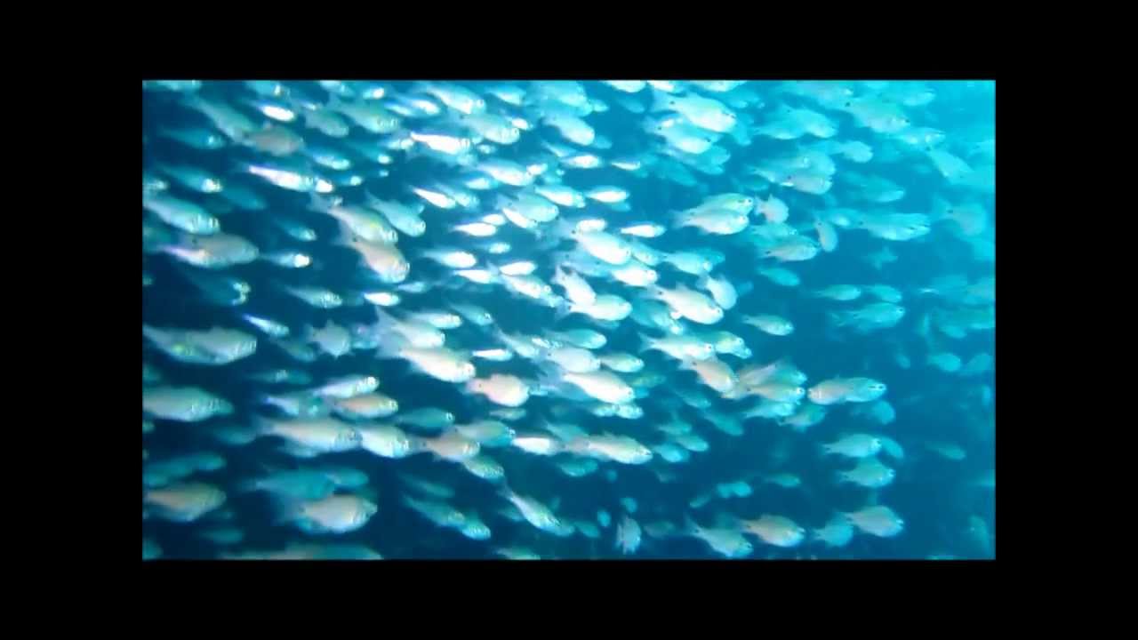 ダイビング動画 とんでもない魚の群れだ 熱海沈船ダイビング Youtube