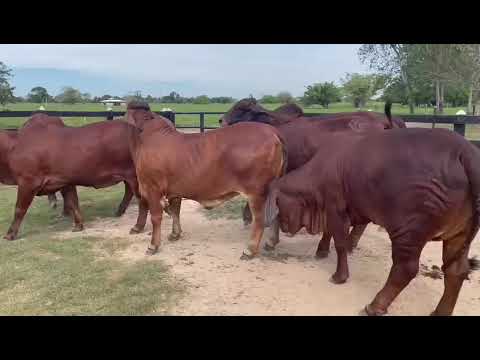 Video PRODUCCIÓN DE PEGASSO 491/56 - youtube