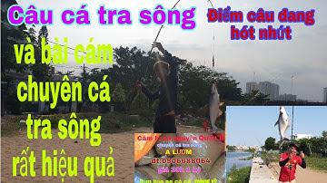 Câu cá tra sông thiên nhiên điểm câu cá tra rất nhiều/sống và đam mê