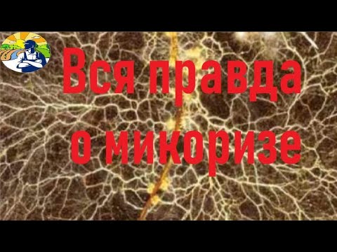 Видео: Как микоризните асоциации са взаимни?