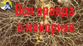 Почему мы не видим эффекта микоризы.