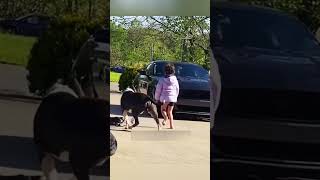 No Creerás Cómo Estos Perros Protegen A Su Familia