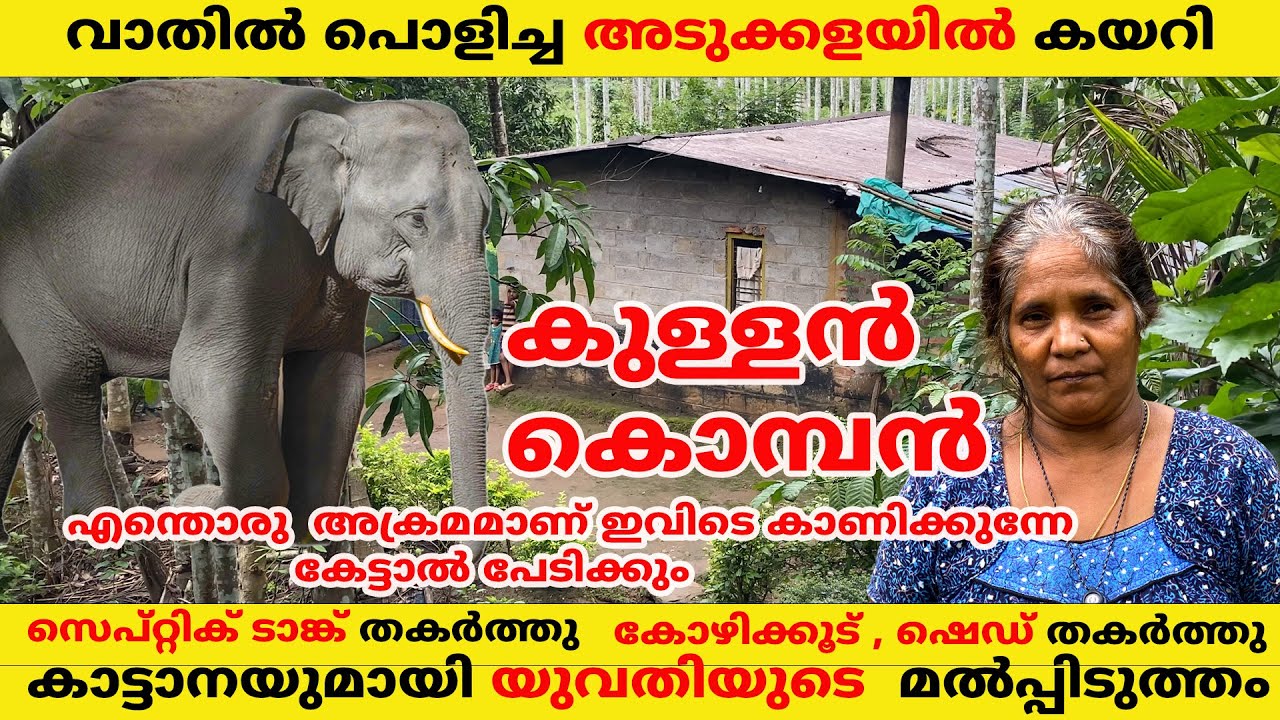 കുള്ളൻ കൊമ്പൻ സെപ്റ്റിക് ടാങ്ക് തകർത്തു അടുക്കളയിൽ കയറി യുവതിയുമായി മൽപ്പിടുത്തം #elephant #wayanad
