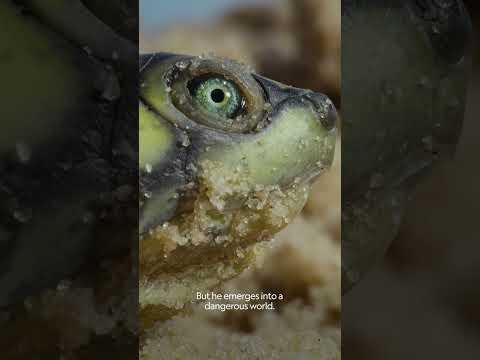 Thousands of baby river turtles hatch on the beach! #Turtles #BabyAnimals #shorts