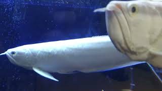 Platinum Snow Arowanas Monster Fish Community Tank