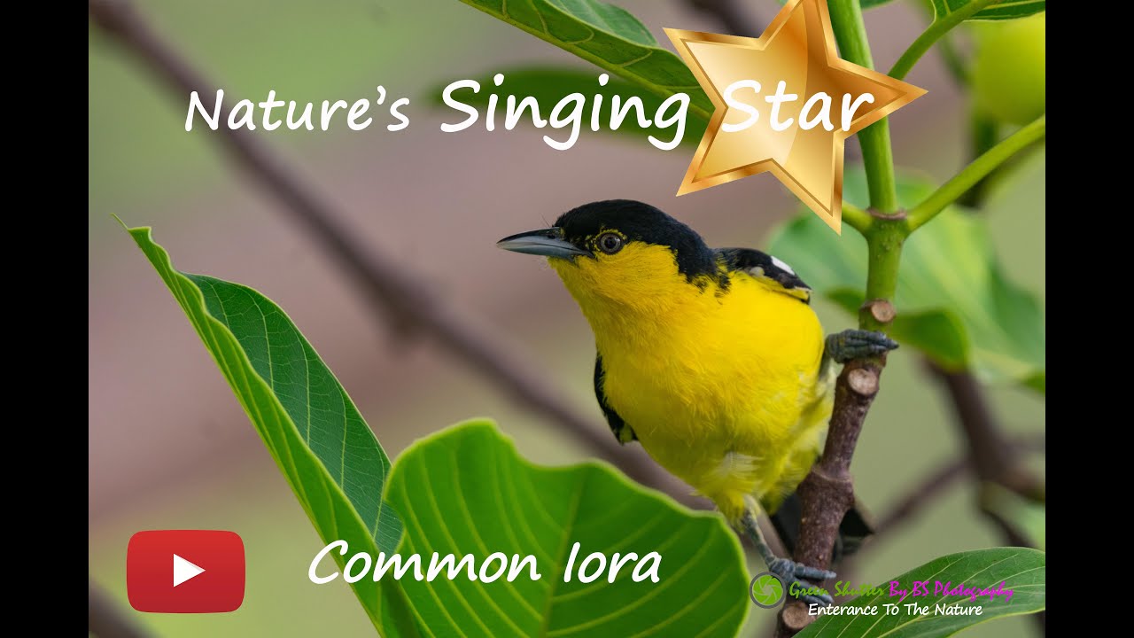 The Singing star : Common Iora : Indian Birds: Amazing Birds