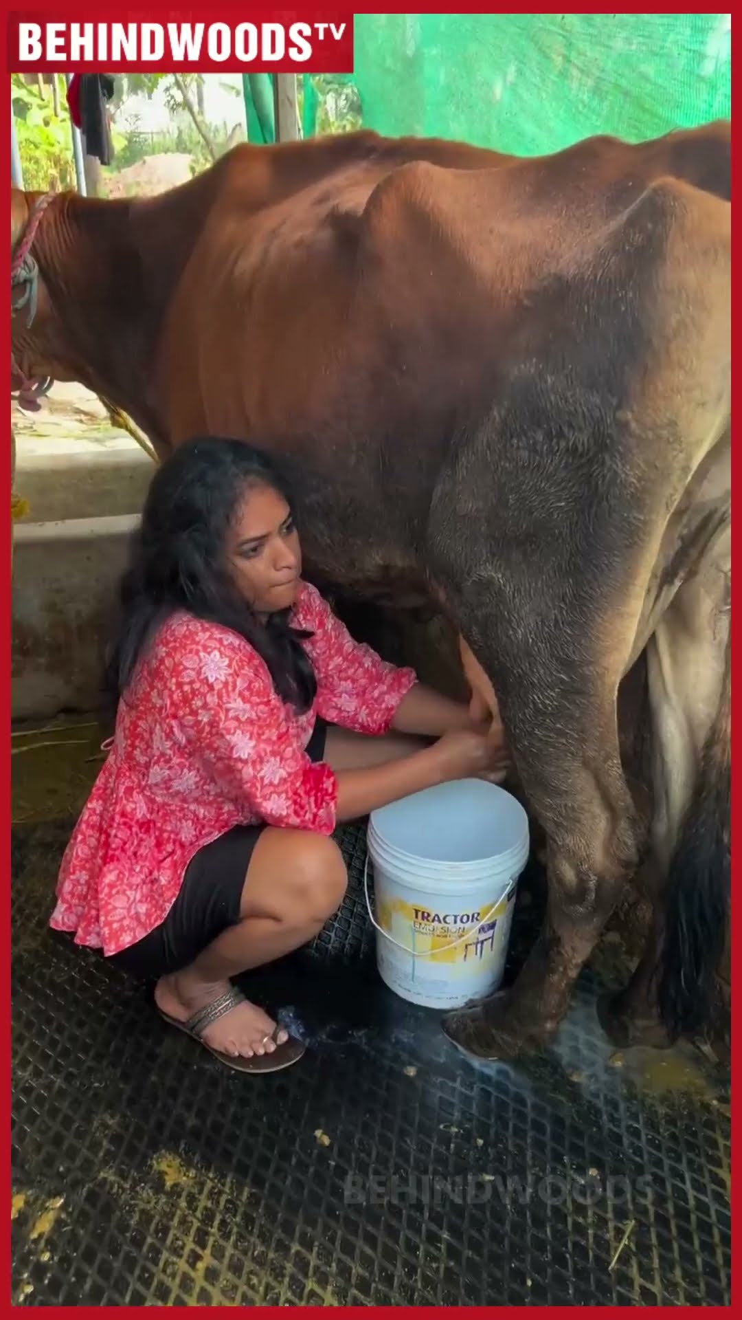 'இருங்க நானே பண்றேன்' ? ஒத்த ஆளா நின்னு மாடு தொழுவத்த சுத்தம் பண்ண சிங்கப்பெண்