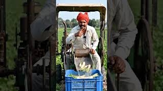 Medium handheld shot of an Indian farmer in a white kurta, orange tur.   #bhojpuri #aivideo #song sa