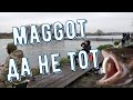 Maggot, да не тот  Ловля форели на личинки