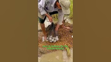 How Millions of Ducks Are Transported - Large-Scale Duck Farming - Agricultural Technology