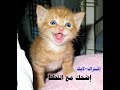 قطط مضحكة جدا اضحك مع القطط حتي البكاء 