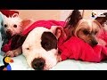 Pit Bull Loves His New Brother And Sister So Much - TYSON, PUNKY & NACHO | The Dodo