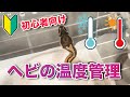【ヘビ飼育】ボールパイソンの温度管理術をプロが伝授