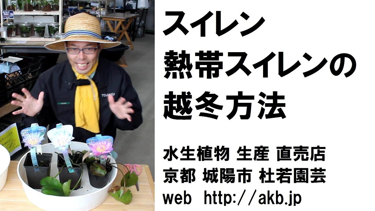 スイレン 熱帯スイレンの越冬方法 Youtube
