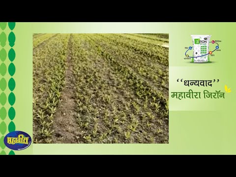 Excellent Results Of Ziron Result Of Ziron In Different Crops Story Of Ziron In The Words Of A Farmer
