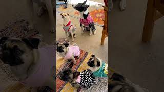 TrickorTreaters on Homestead  Happy Halloween! #dog #dogs #frenchie #pug #pugs #cute #funny