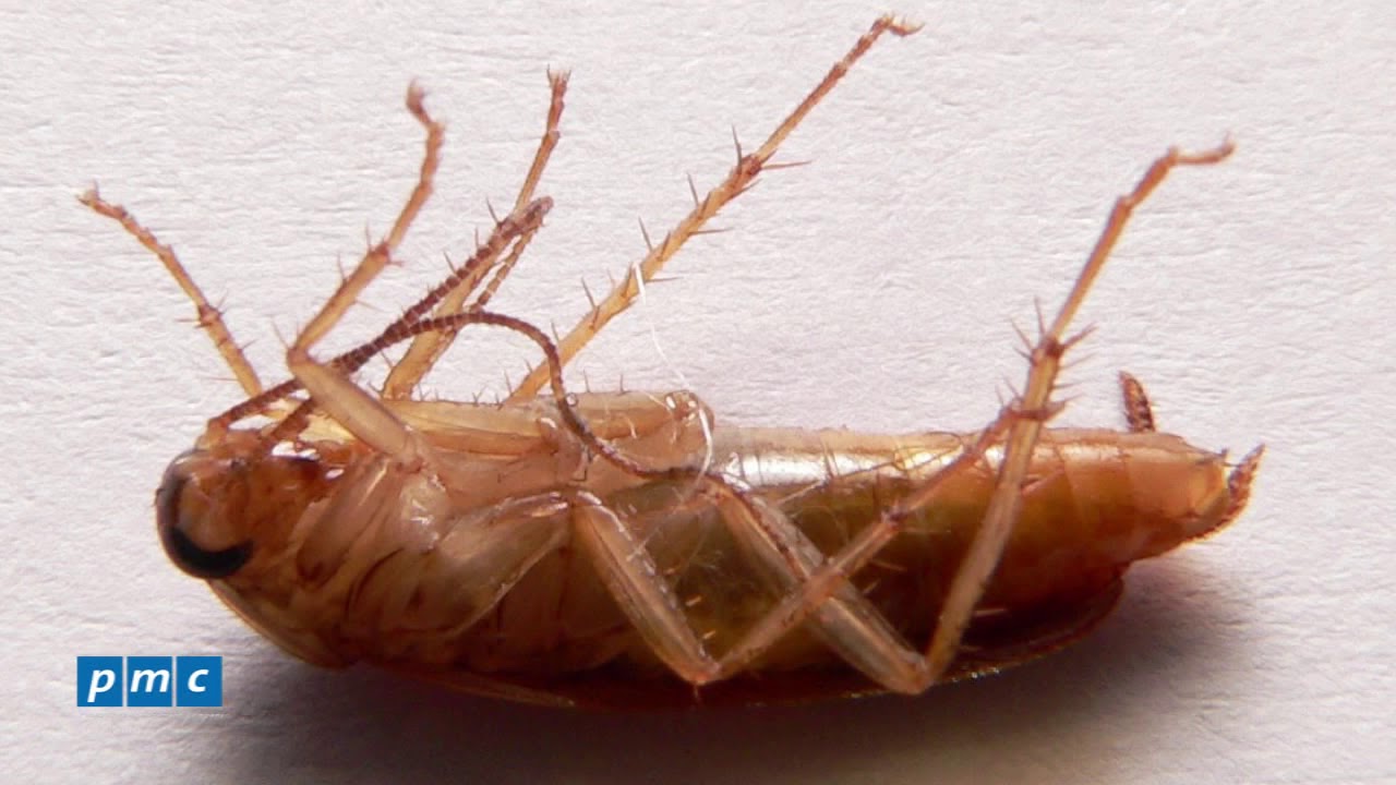 Таракан живет без воды. Насекомые живущие дома. Ножки таракана. Новосибирские тараканы. Сколько дней может прожить без головы обычный домашний таракан?.