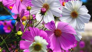 Sirri Laçi̇n ~ Şu Sazima Bi̇r Düzen Ver Resimi