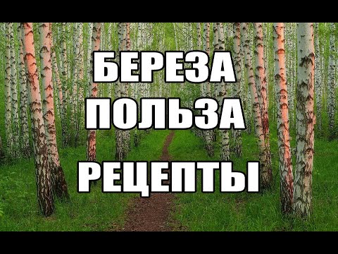 Рецепты из берёзы.Берёза польза.Береза от болезней