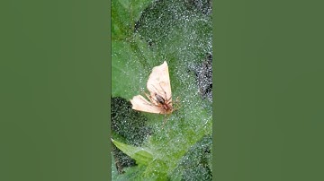 Nature lives its own life. The spider caught a butterfly in its web trap.
