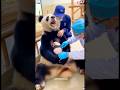 The baby panda is afraid of shots #panda #trending #cute #cutepanda