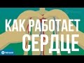 Как работает сердце