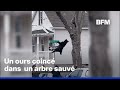 États-Unis: un ours coincé en haut d'un arbre sauvé grâce à un filet antichute