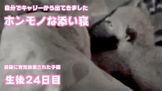 添い寝が続きます 母猫に育児放棄された子猫 生後24日目   2024 04 25 1