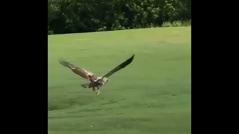 Golf Rules 2020 Unplayable Lie 💥  Golf Rules 2020 Unplayable Lie Video