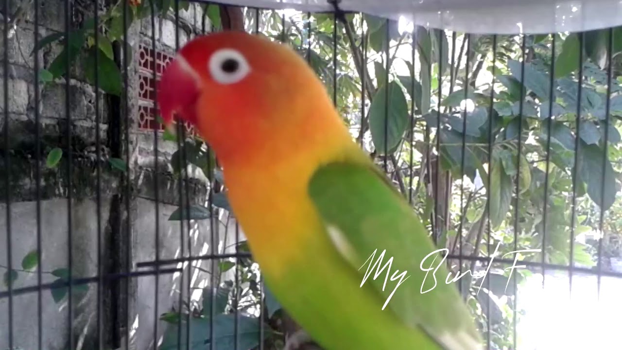 Lovebird BETINA ini PAS Banget untuk PANCINGAN Lovebird PAUD BALIBU, 2