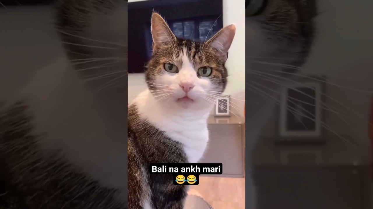 Dekh Lo Hmarai Girlfriend😂😂 