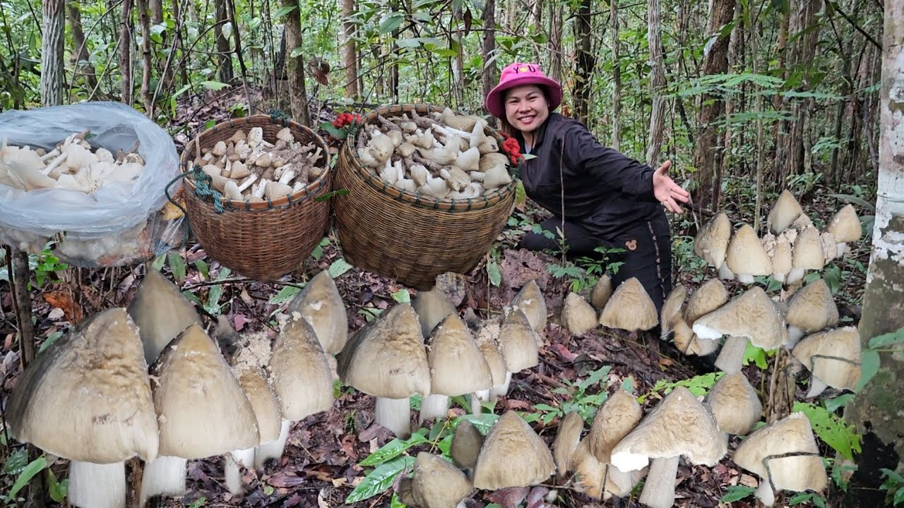 หมาน​สุดยอด​จ้า! อลังการ​งานสร้างหมานโพดโพเห็ดปลวกโพน​ ปลวกขาว​ เห็ดปลวกเน้นๆ​ 27ส.ค.68