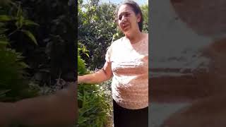 Cura tudo, erva medicinal.