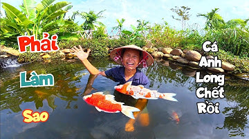 Nước Cạn Kiểm Tra Bể Cá Koi Thì Giật Mình Phát Hiện Hai Con Đẹp Nhất Đã Không Còn / Quế Nghịch